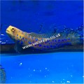 BLUE DOT JAWFISH
